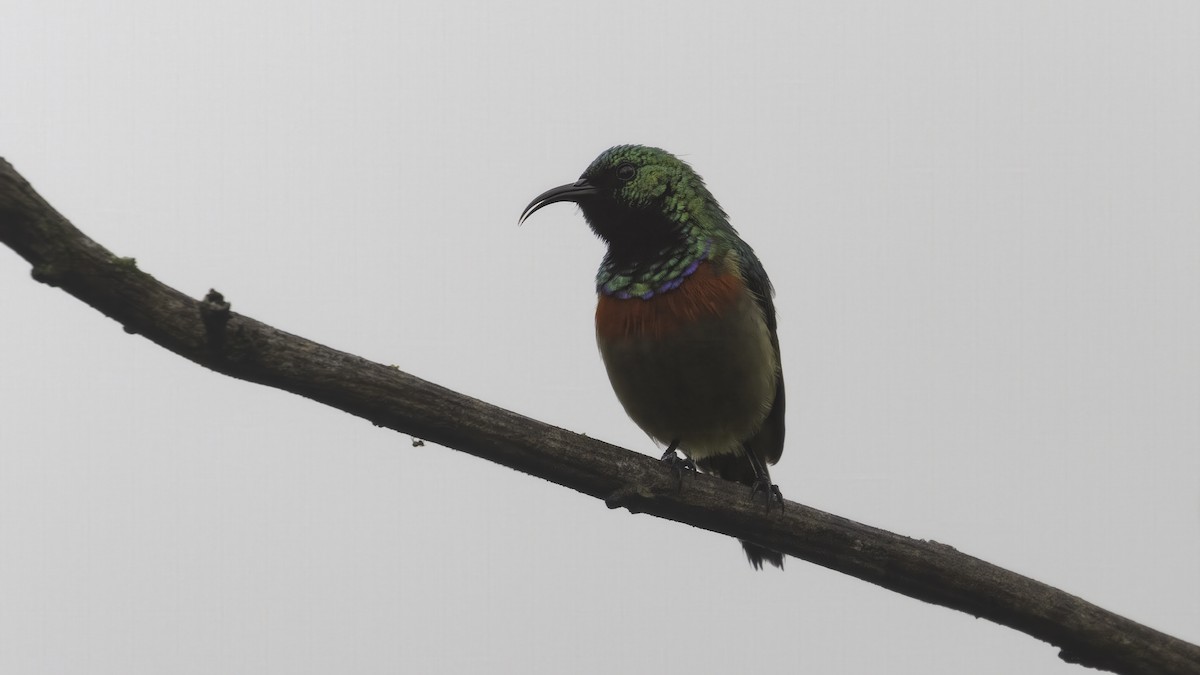 Usambara Double-collared Sunbird - ML638348100