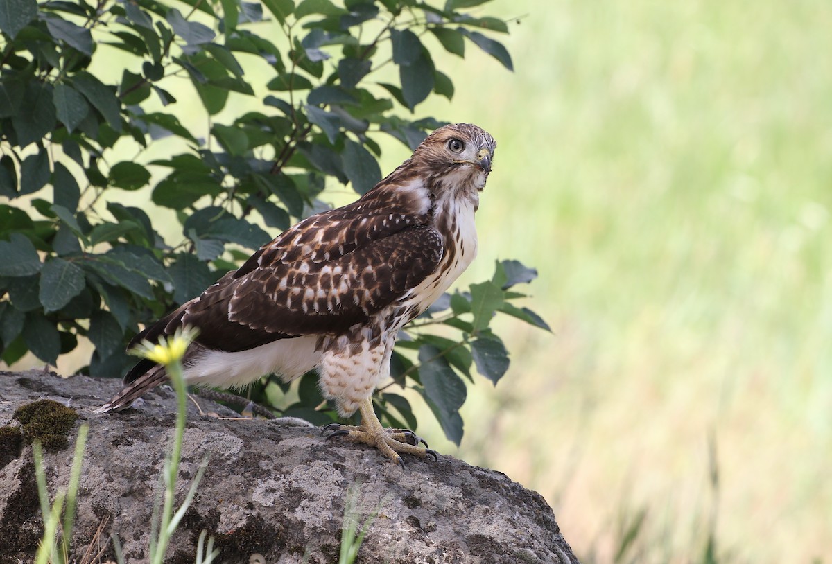 Rotschwanzbussard - ML638348104