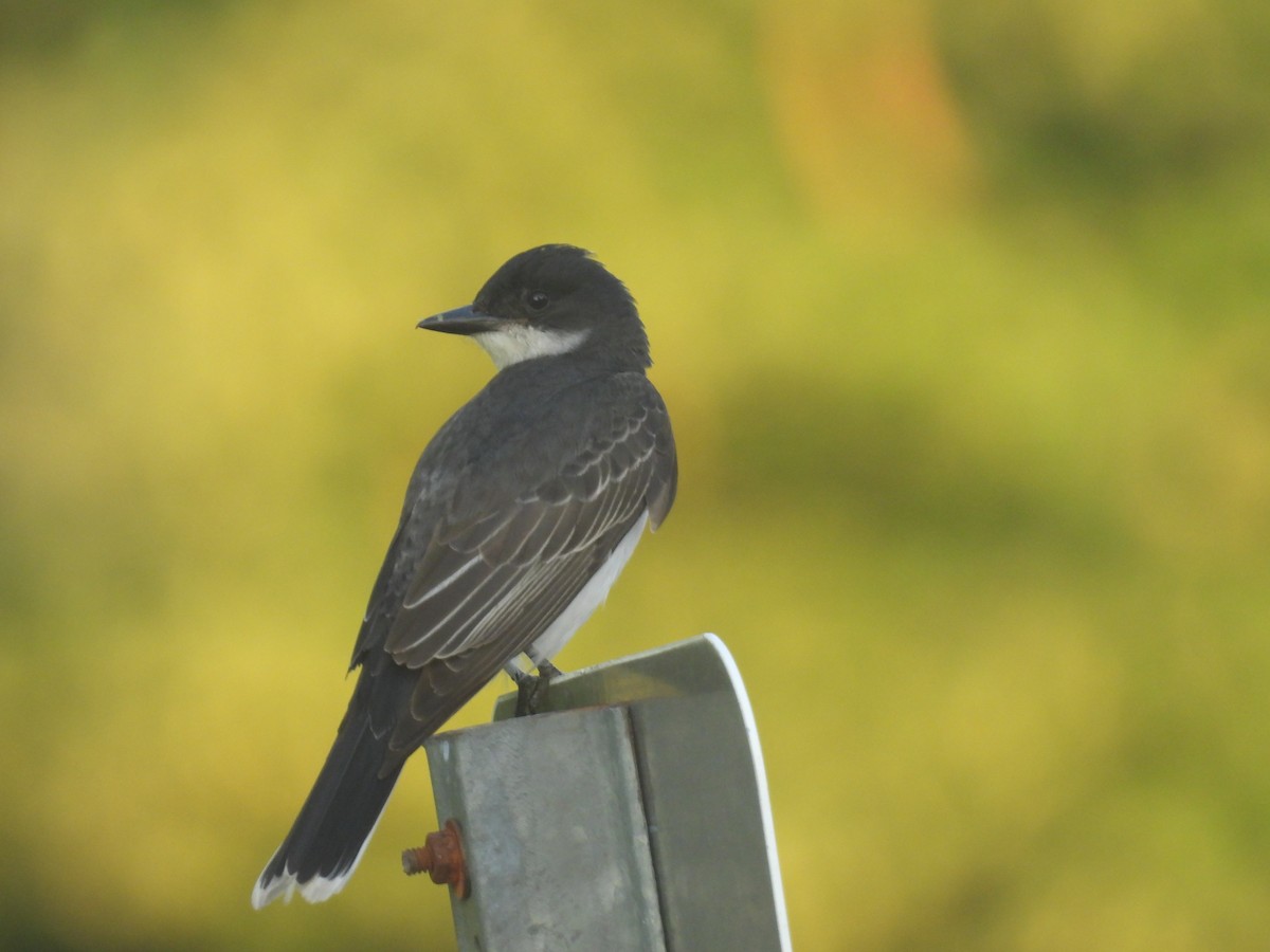 Eastern Kingbird - ML638348105