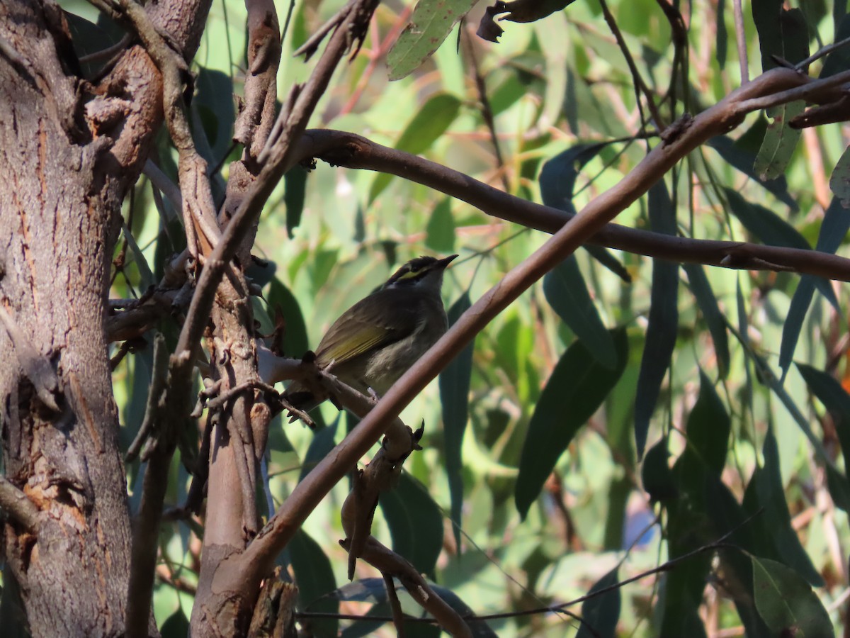 Yellow-faced Honeyeater - ML638348106