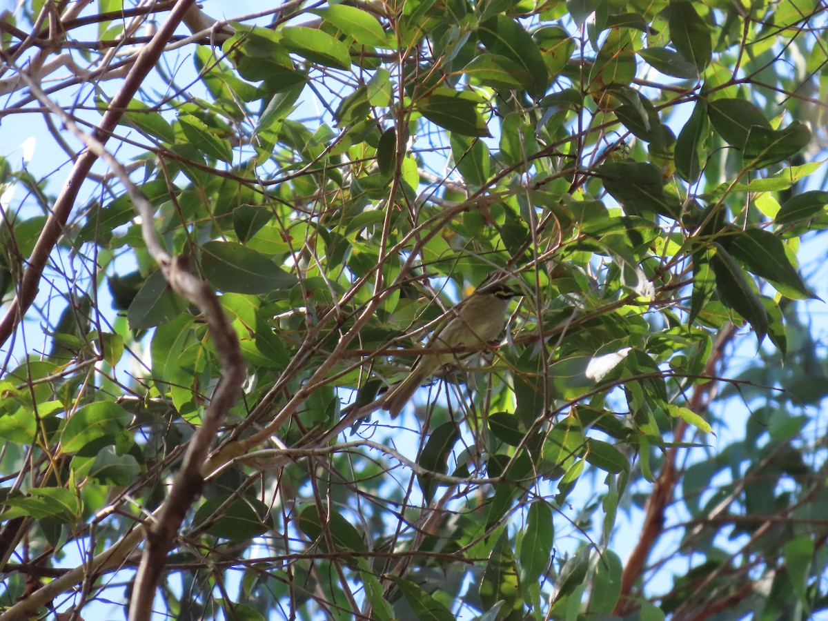 Yellow-faced Honeyeater - ML638348107