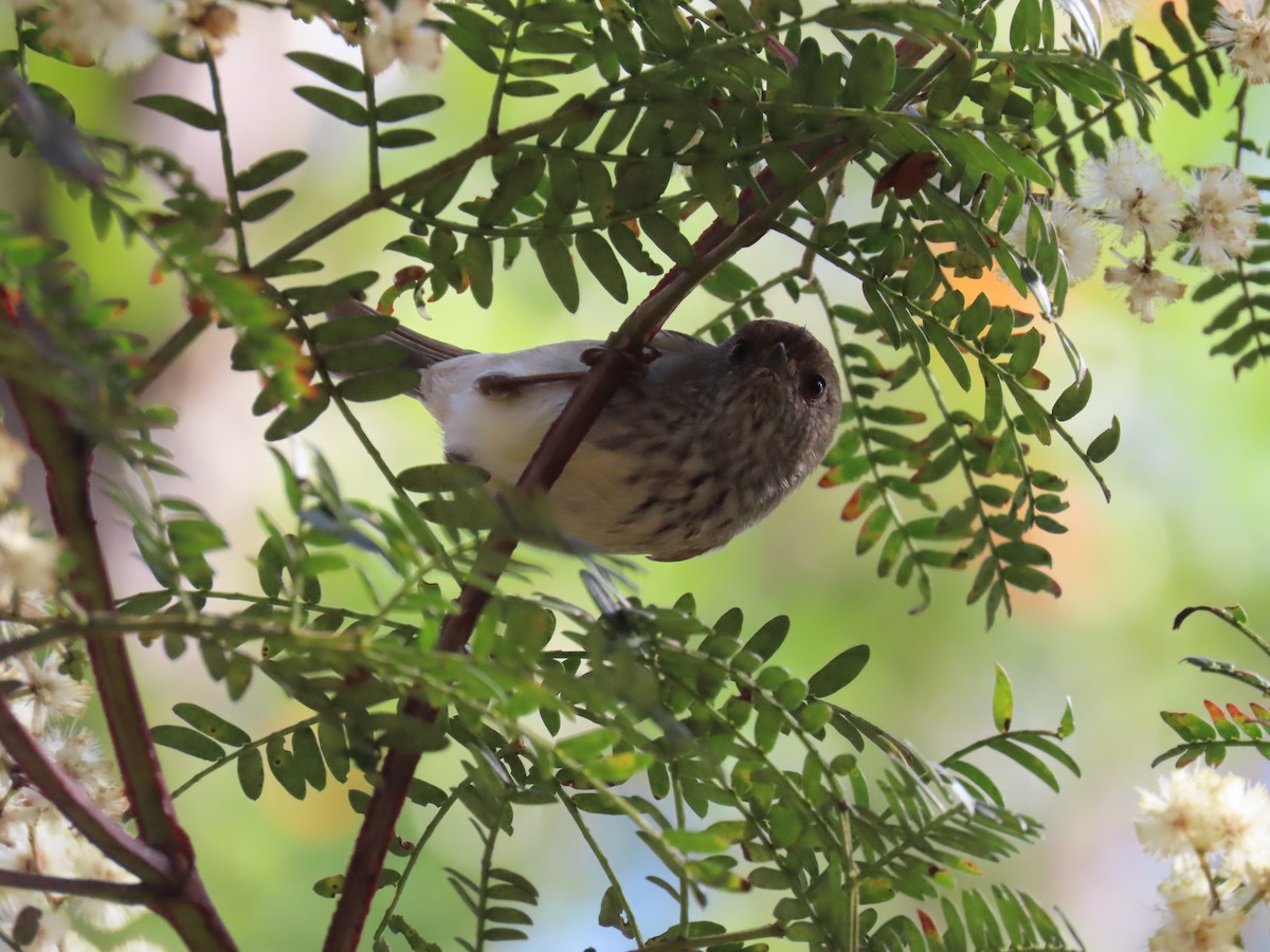 Brown Thornbill - ML638348109