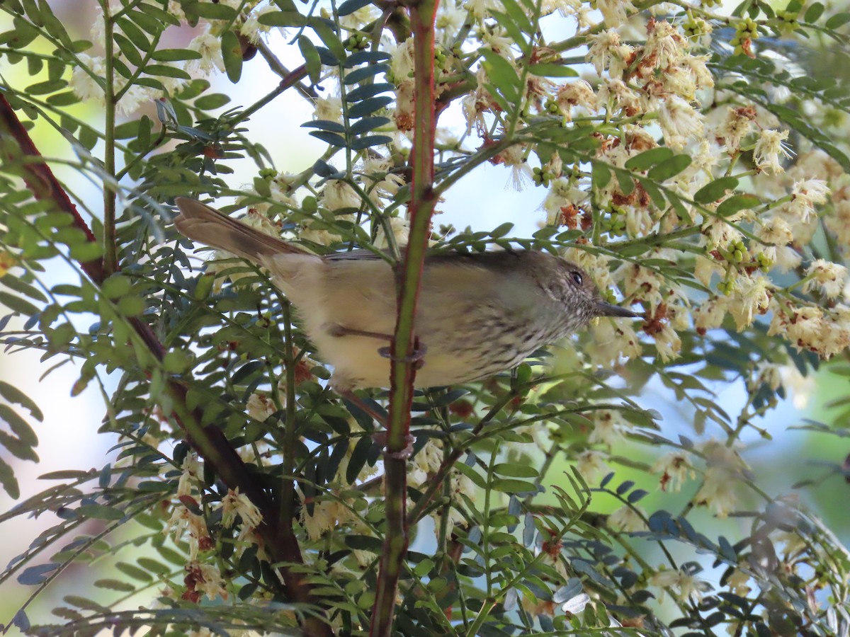 Brown Thornbill - ML638348110
