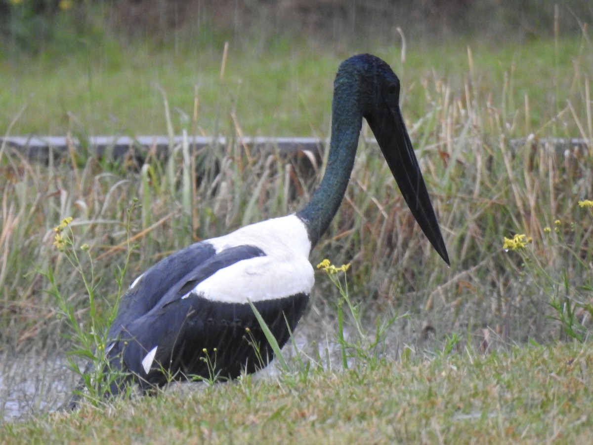 Black-necked Stork - ML638348111