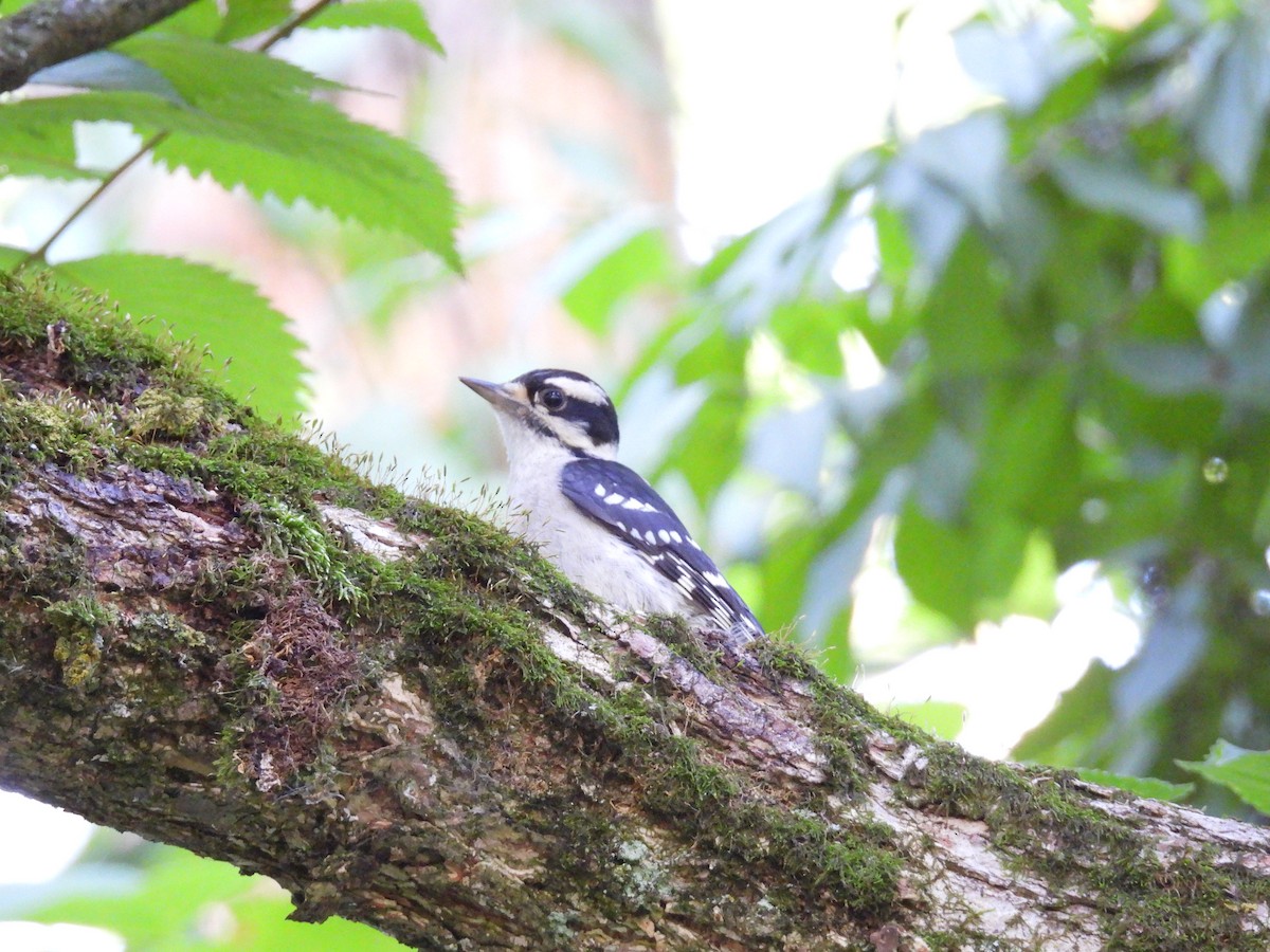 Downy Woodpecker - ML638348112
