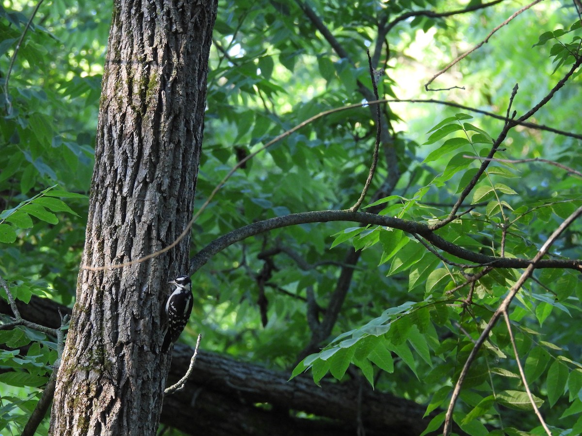 Downy Woodpecker - ML638348113