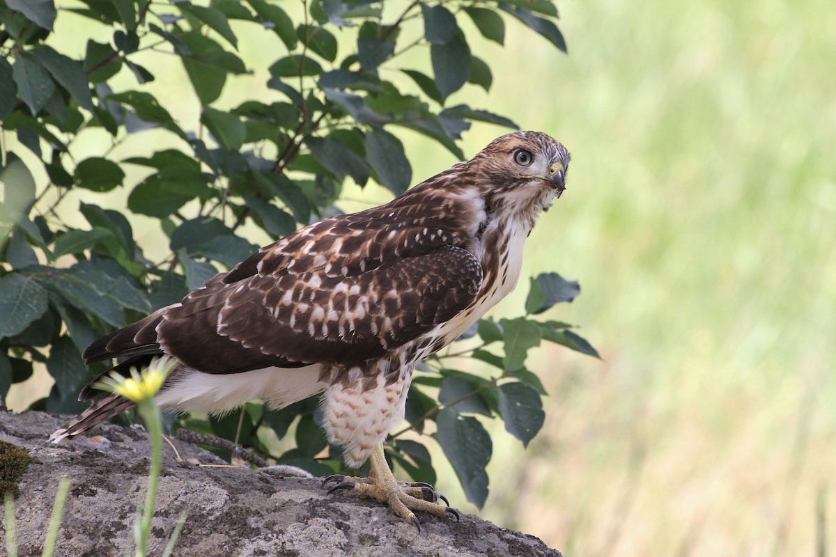 Rotschwanzbussard - ML638348117
