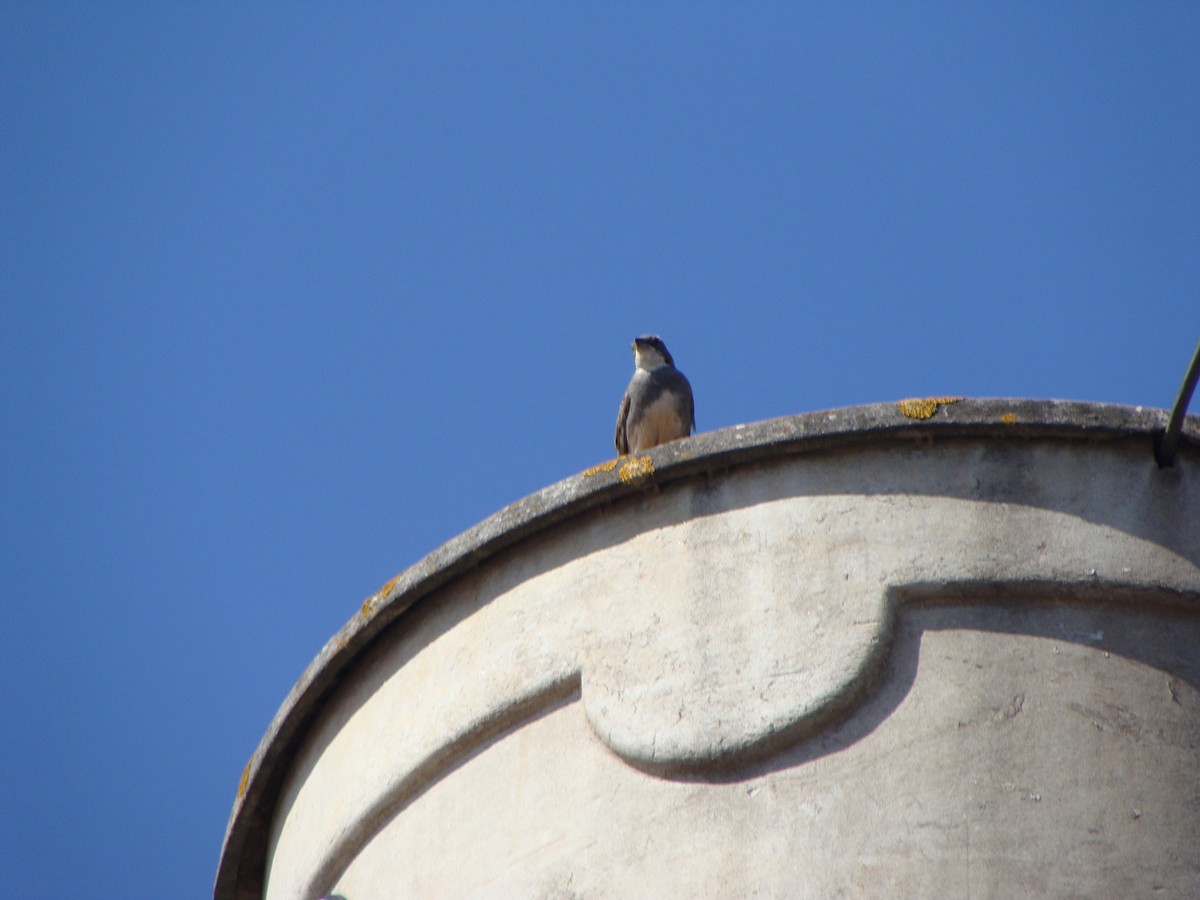 Chilean Swallow - ML638348119