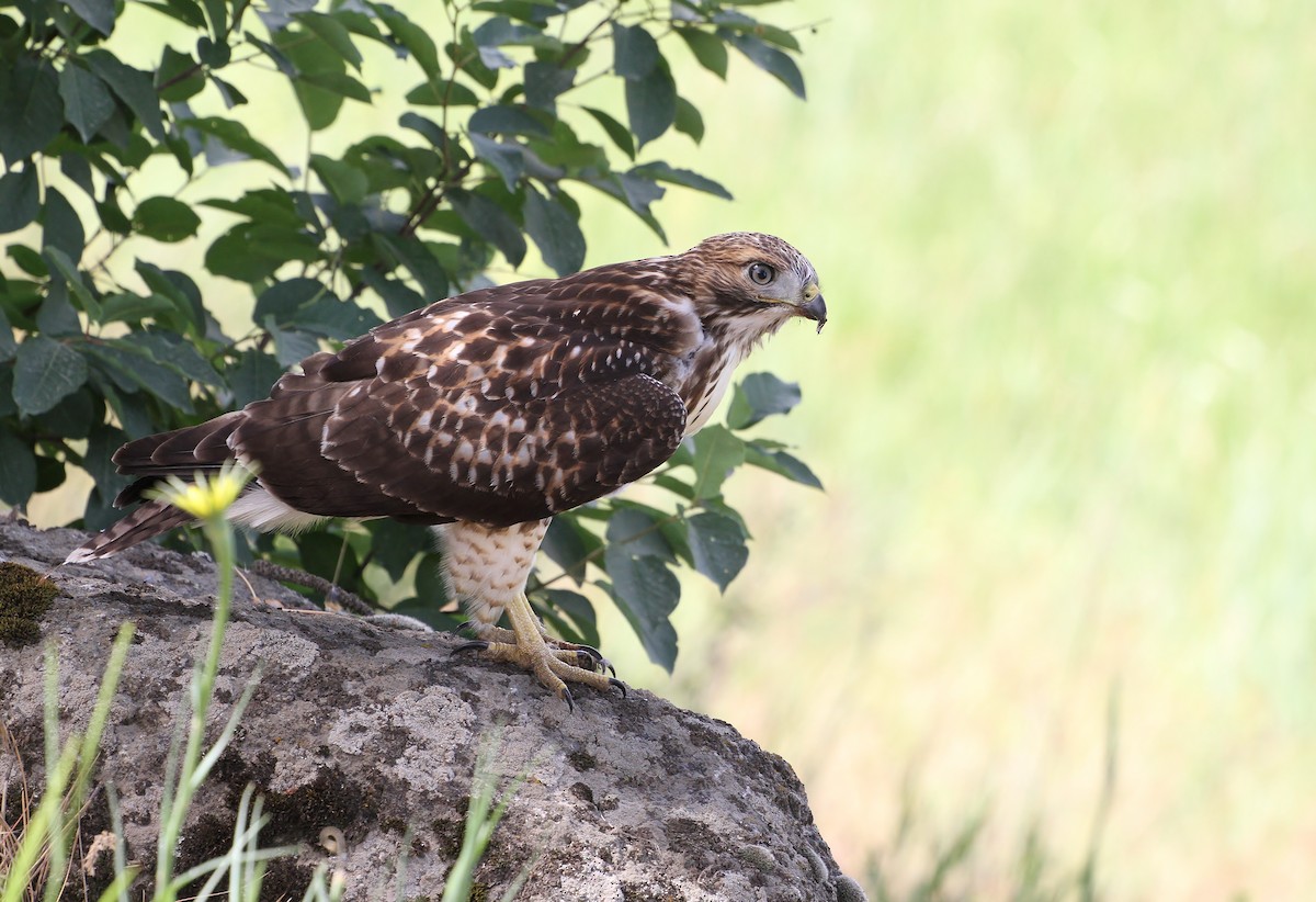 Rotschwanzbussard - ML638348120
