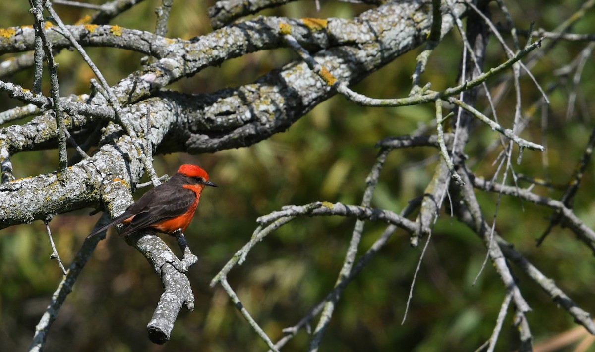 Vermilion Flycatcher - ML638348122