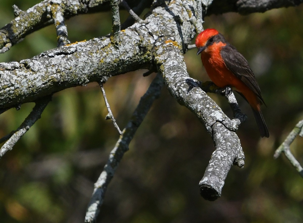 Vermilion Flycatcher - ML638348123