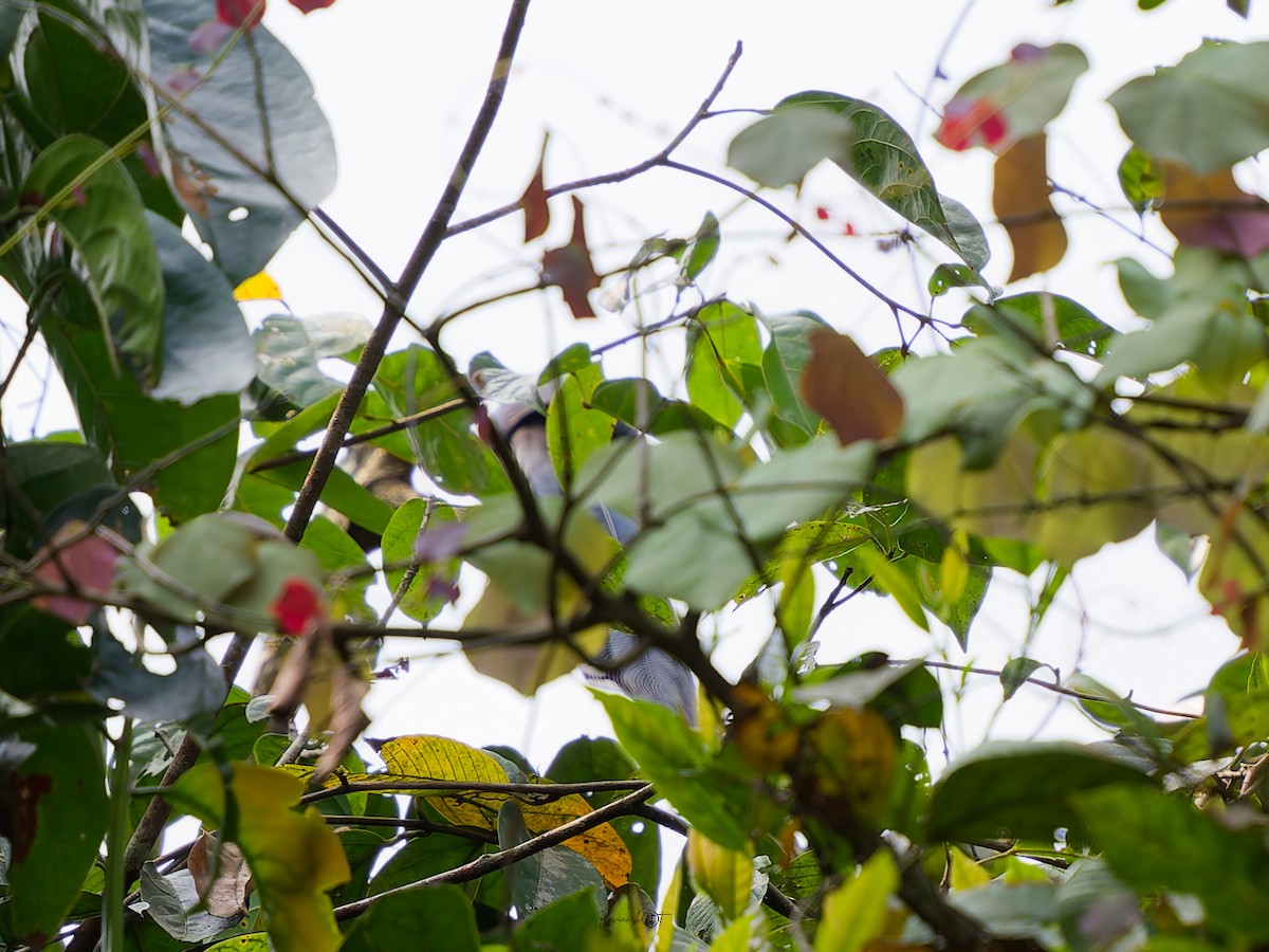 Green-billed Malkoha - ML638348126