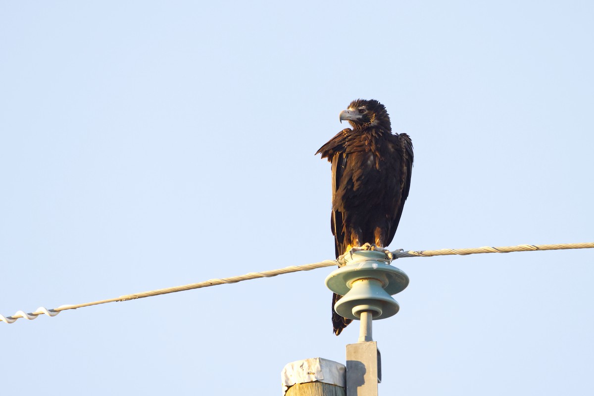 Wedge-tailed Eagle - ML638348131
