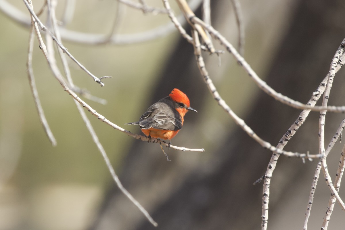 Vermilion Flycatcher - ML638348164