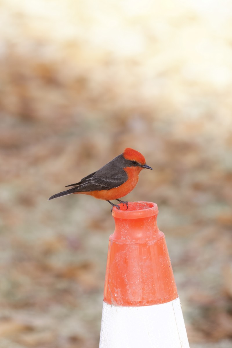 Vermilion Flycatcher - ML638348165