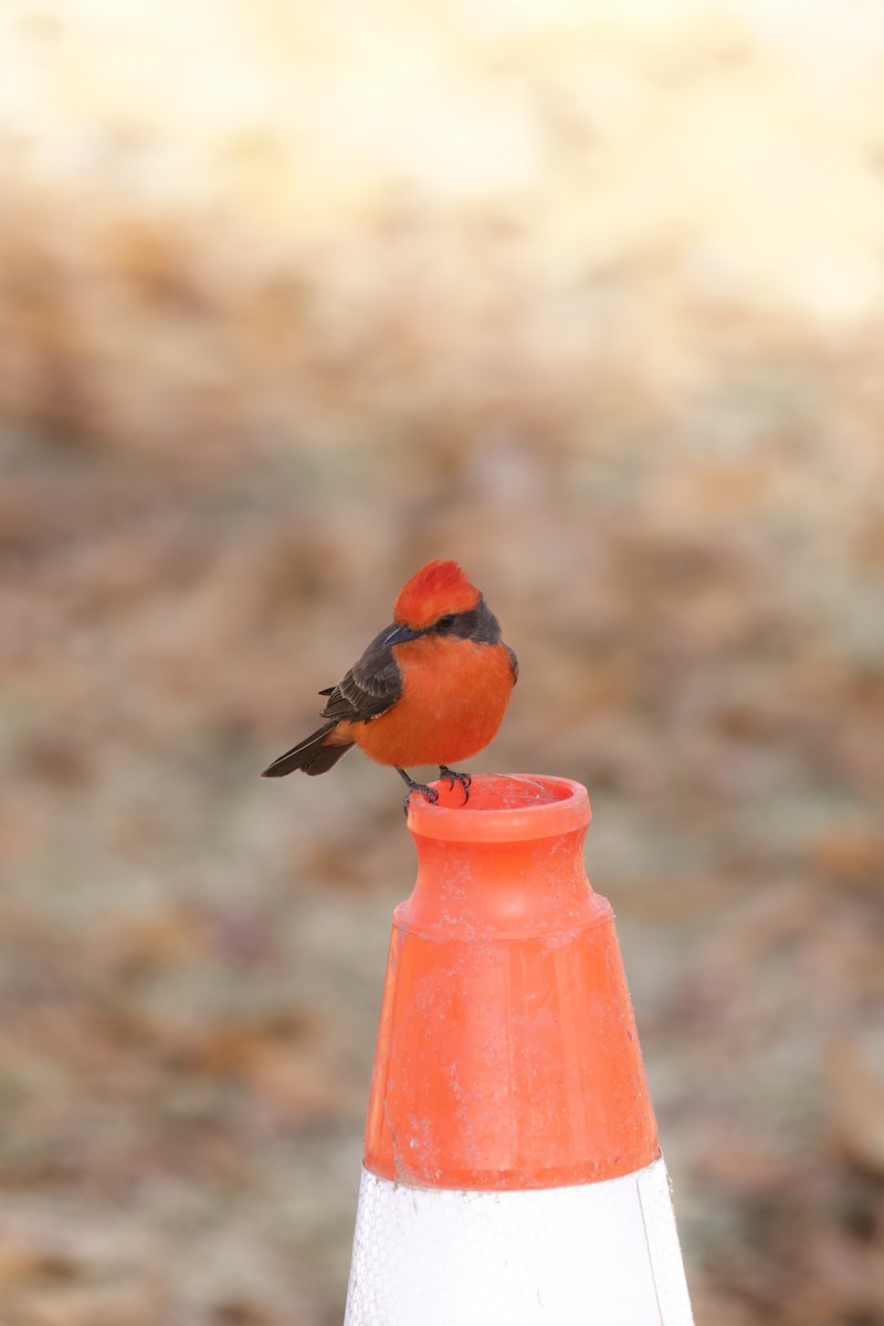 Vermilion Flycatcher - ML638348166