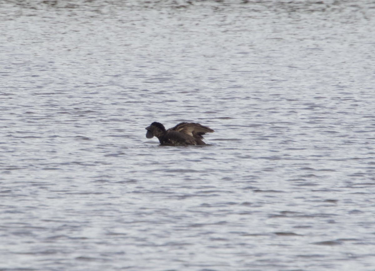 Musk Duck - ML638348169