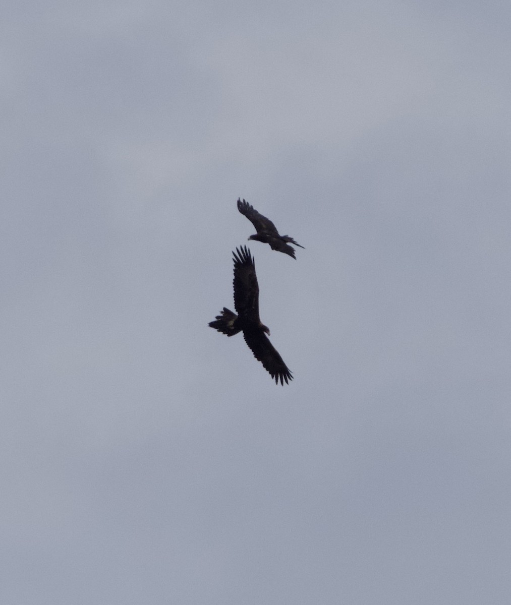 Wedge-tailed Eagle - ML638348185