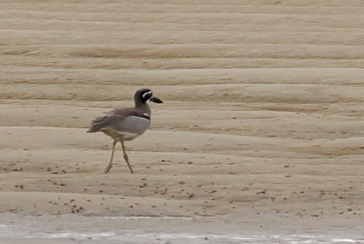 Beach Thick-knee - ML638348205