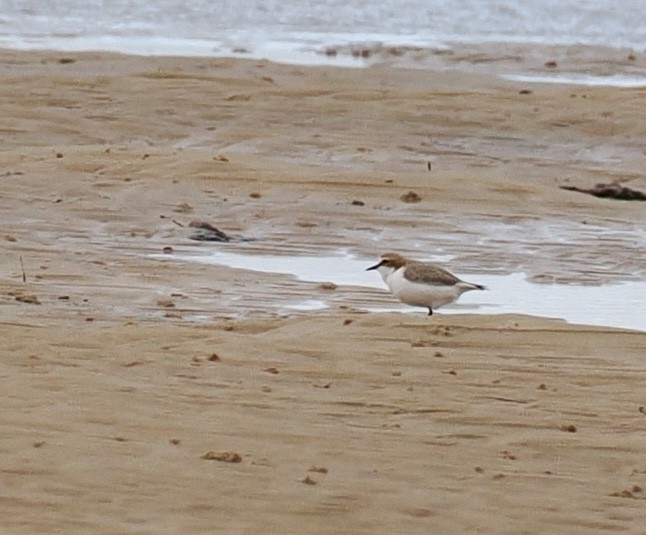 Red-capped Plover - ML638348220