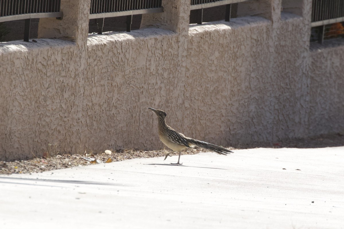Greater Roadrunner - ML638348231