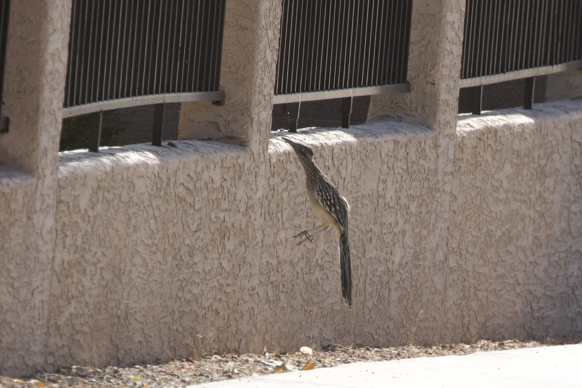 Greater Roadrunner - ML638348232
