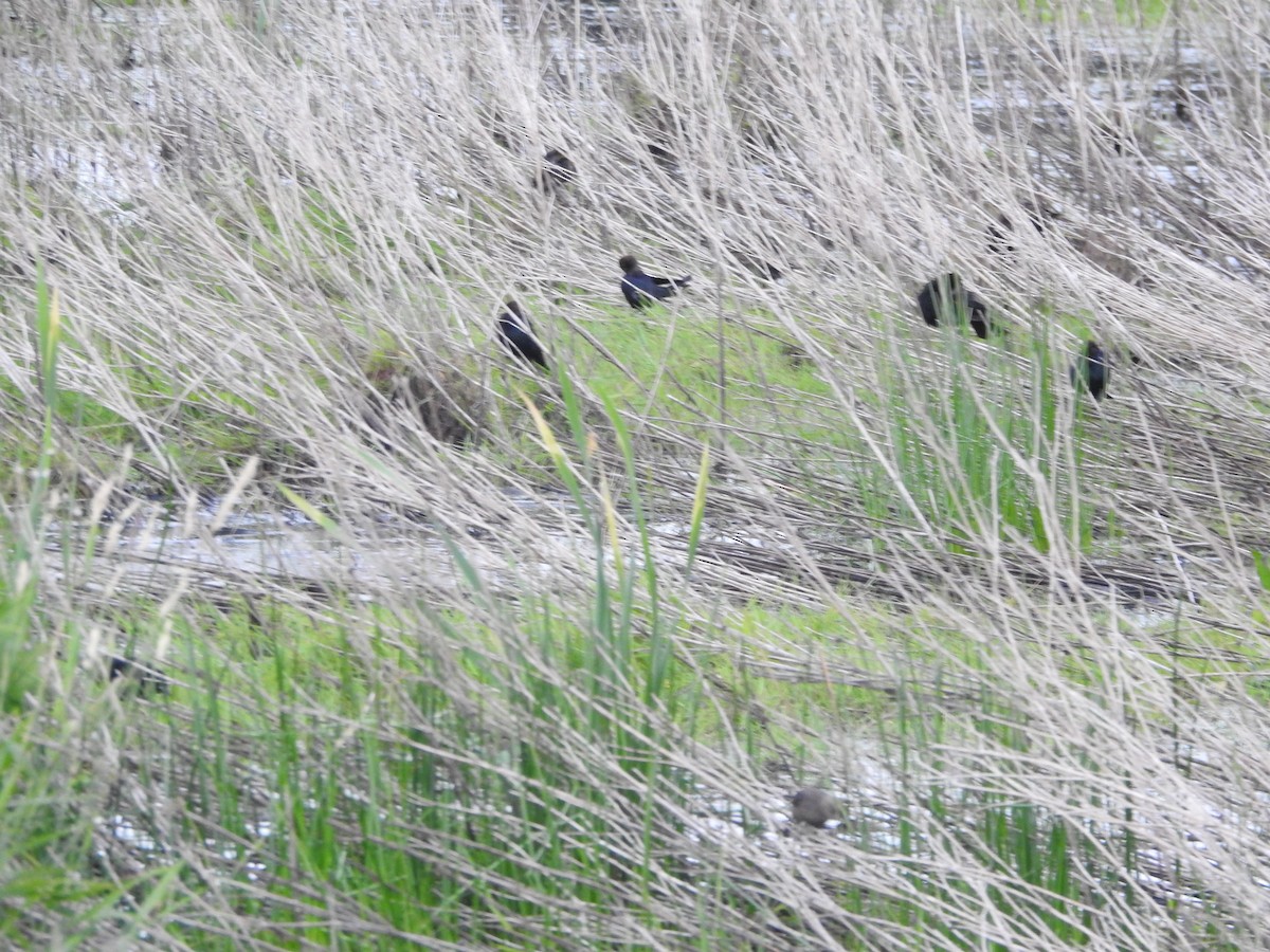 Brown-headed Cowbird - ML638348250