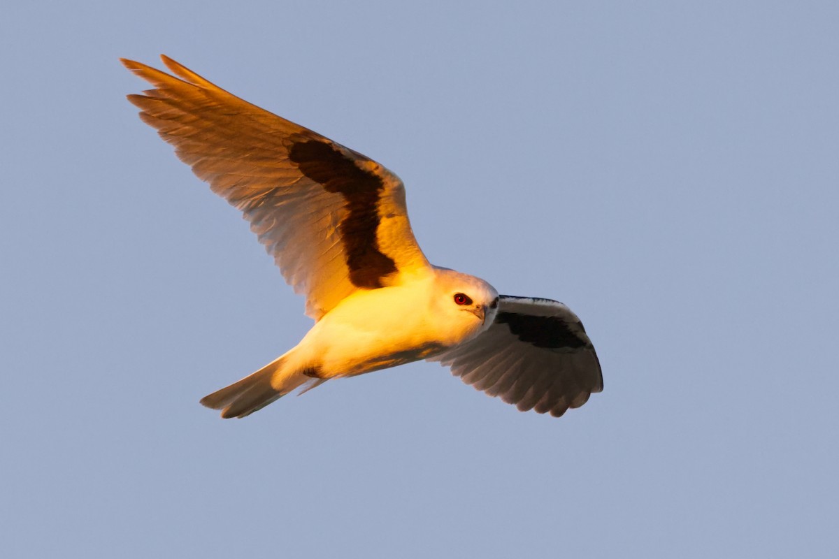 skriftglente - ML638348265