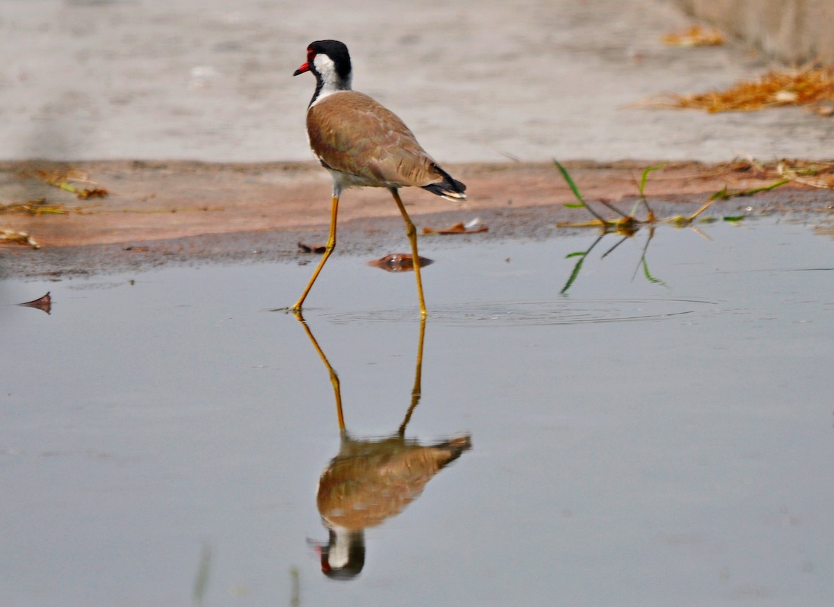 Red-wattled Lapwing - ML638348269