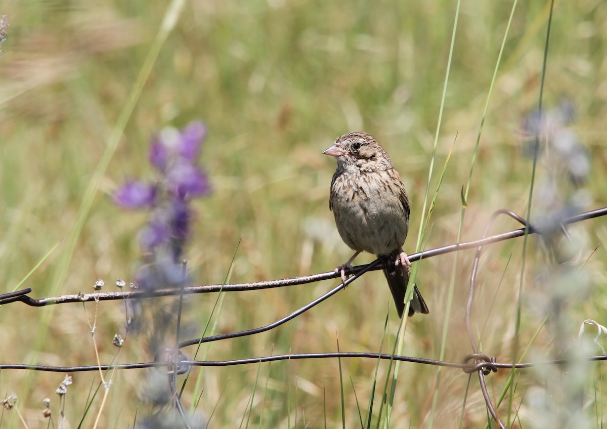 Vesper Sparrow - ML638348271