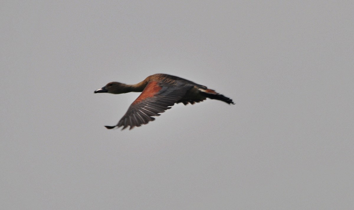 Lesser Whistling-Duck - ML638348283