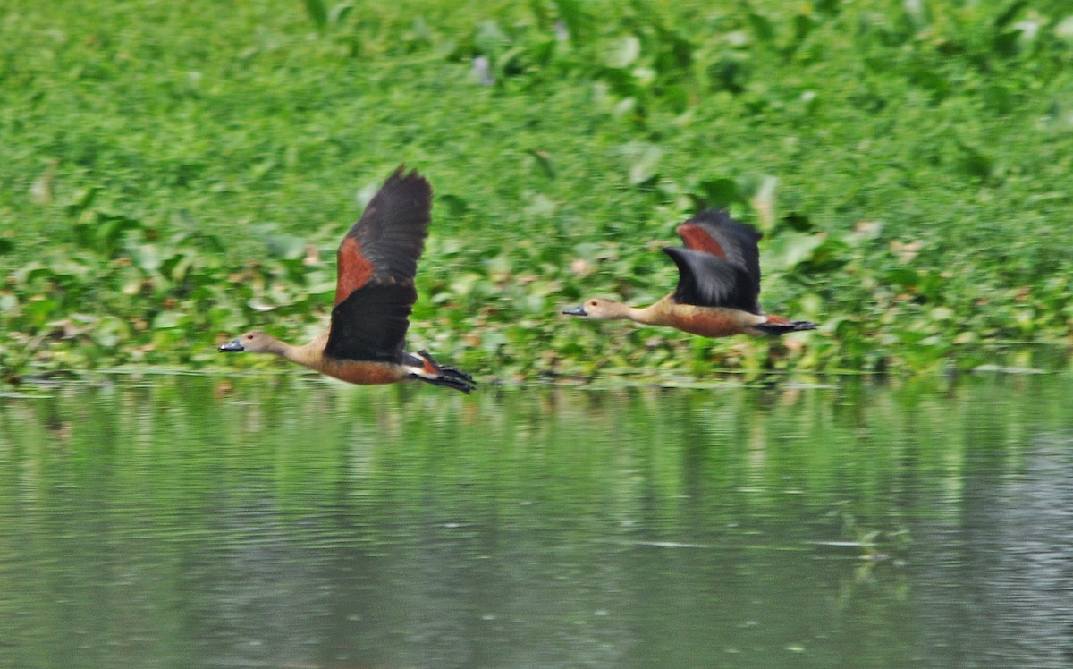 Lesser Whistling-Duck - ML638348284
