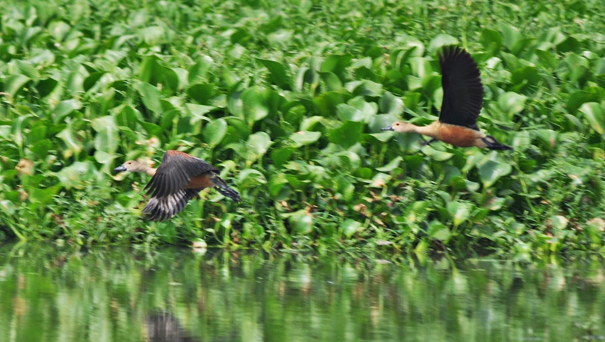 Lesser Whistling-Duck - ML638348285