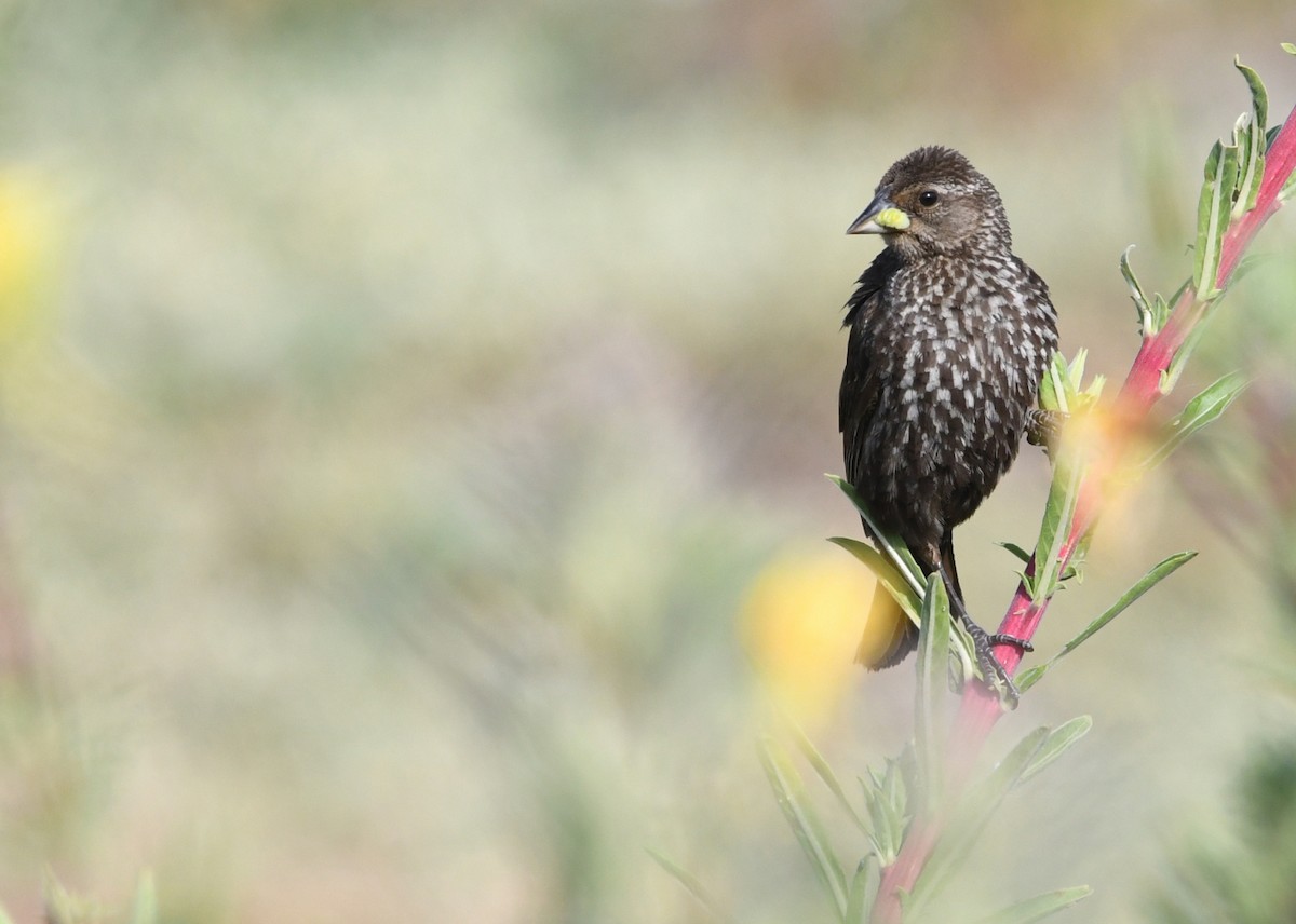 Red-winged Blackbird - ML638348311