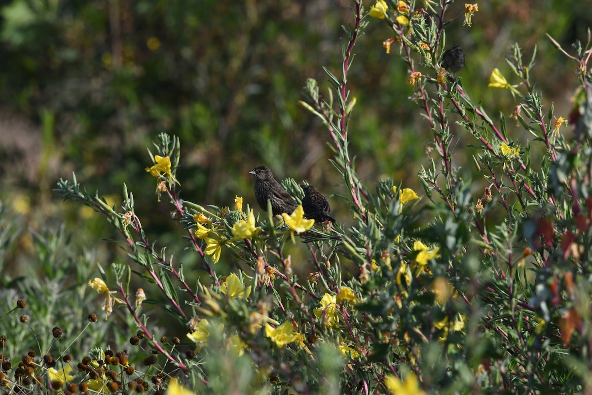 Red-winged Blackbird - ML638348312