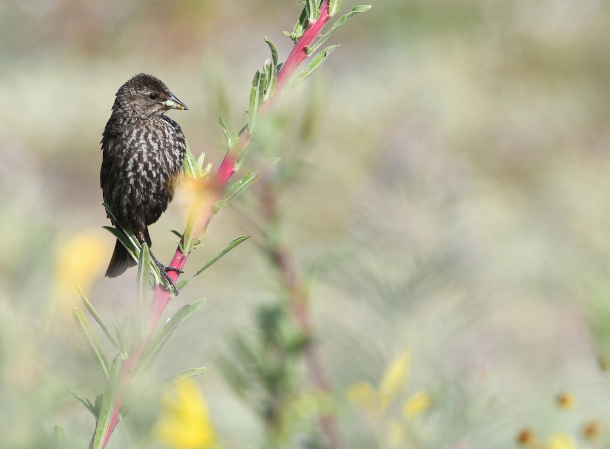 Red-winged Blackbird - ML638348313