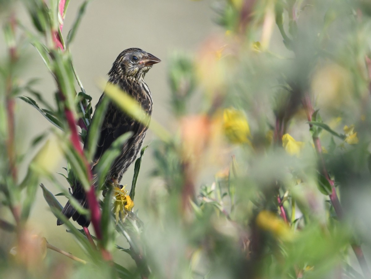 Red-winged Blackbird - ML638348314