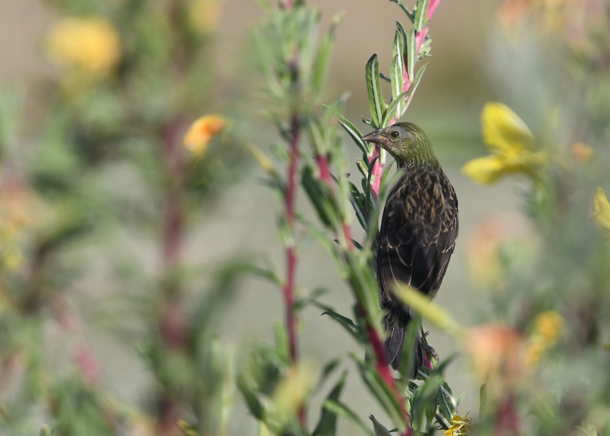 Red-winged Blackbird - ML638348315