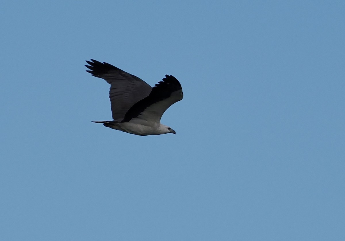 White-bellied Sea-Eagle - ML638348326