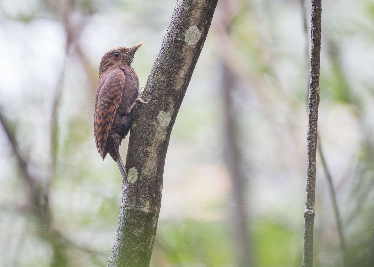 Rufous Woodpecker - ML638348332
