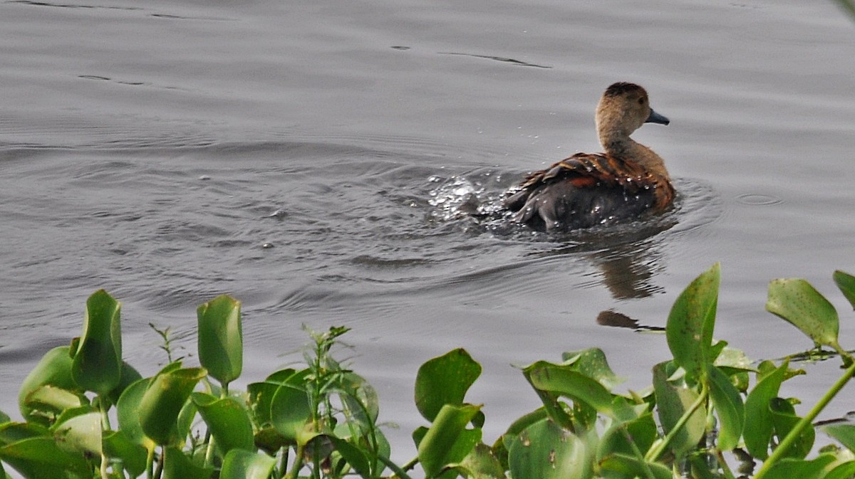 Lesser Whistling-Duck - ML638348359
