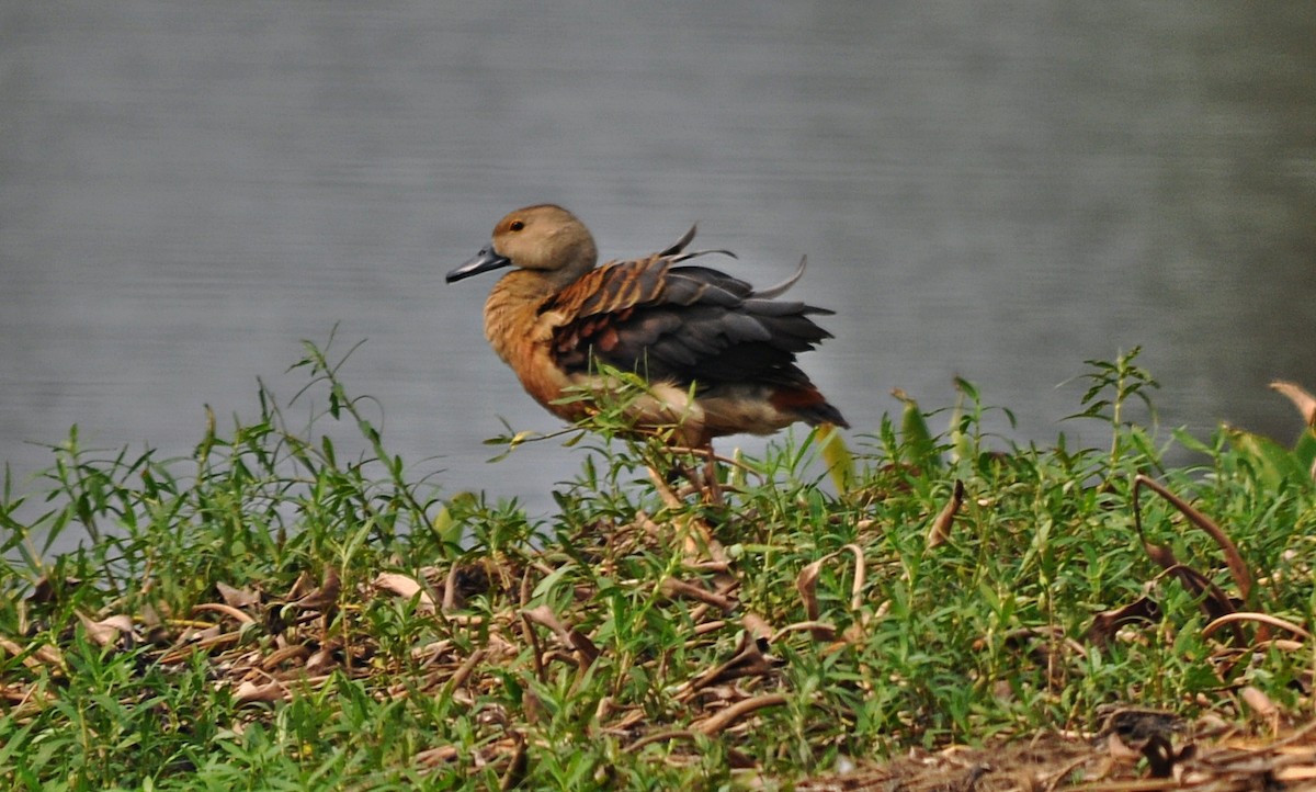 Lesser Whistling-Duck - ML638348361