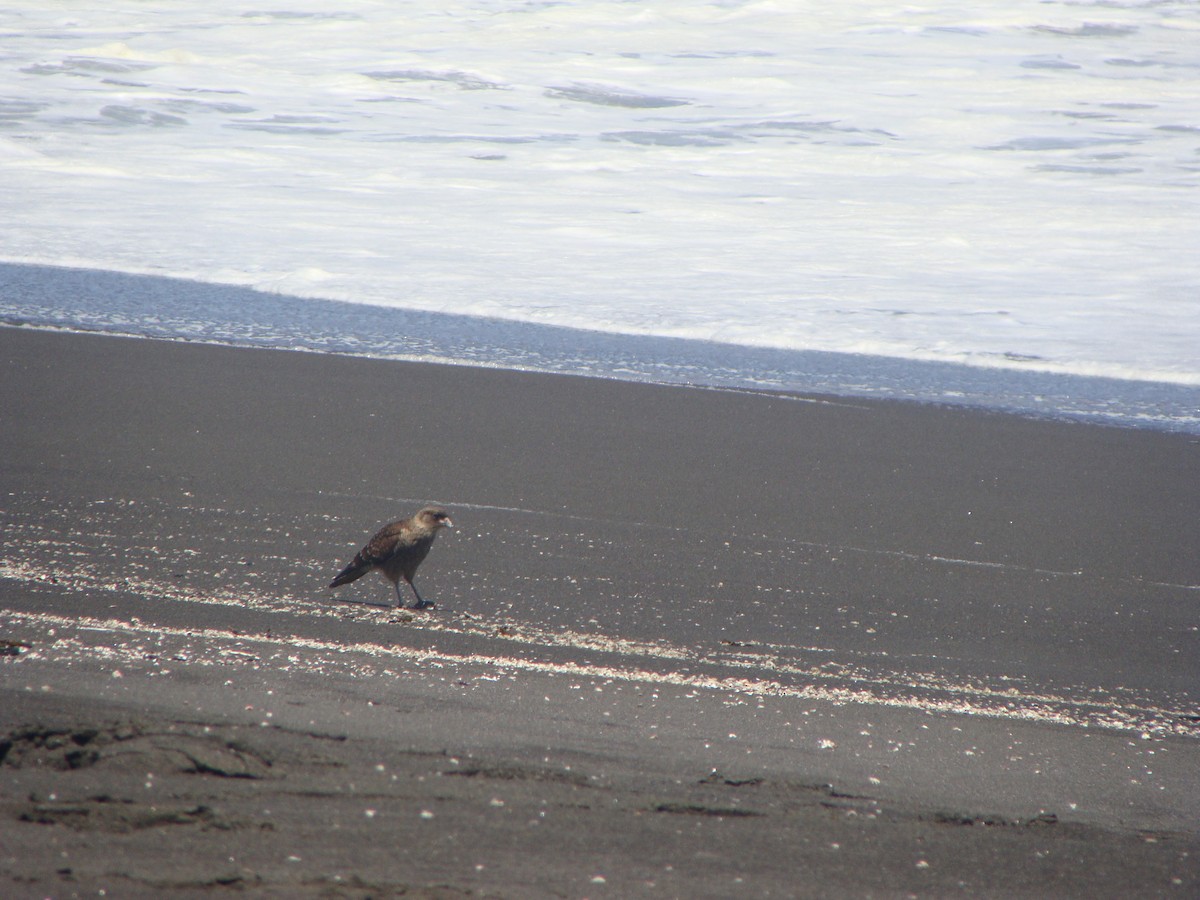チマンゴカラカラ - ML638348381