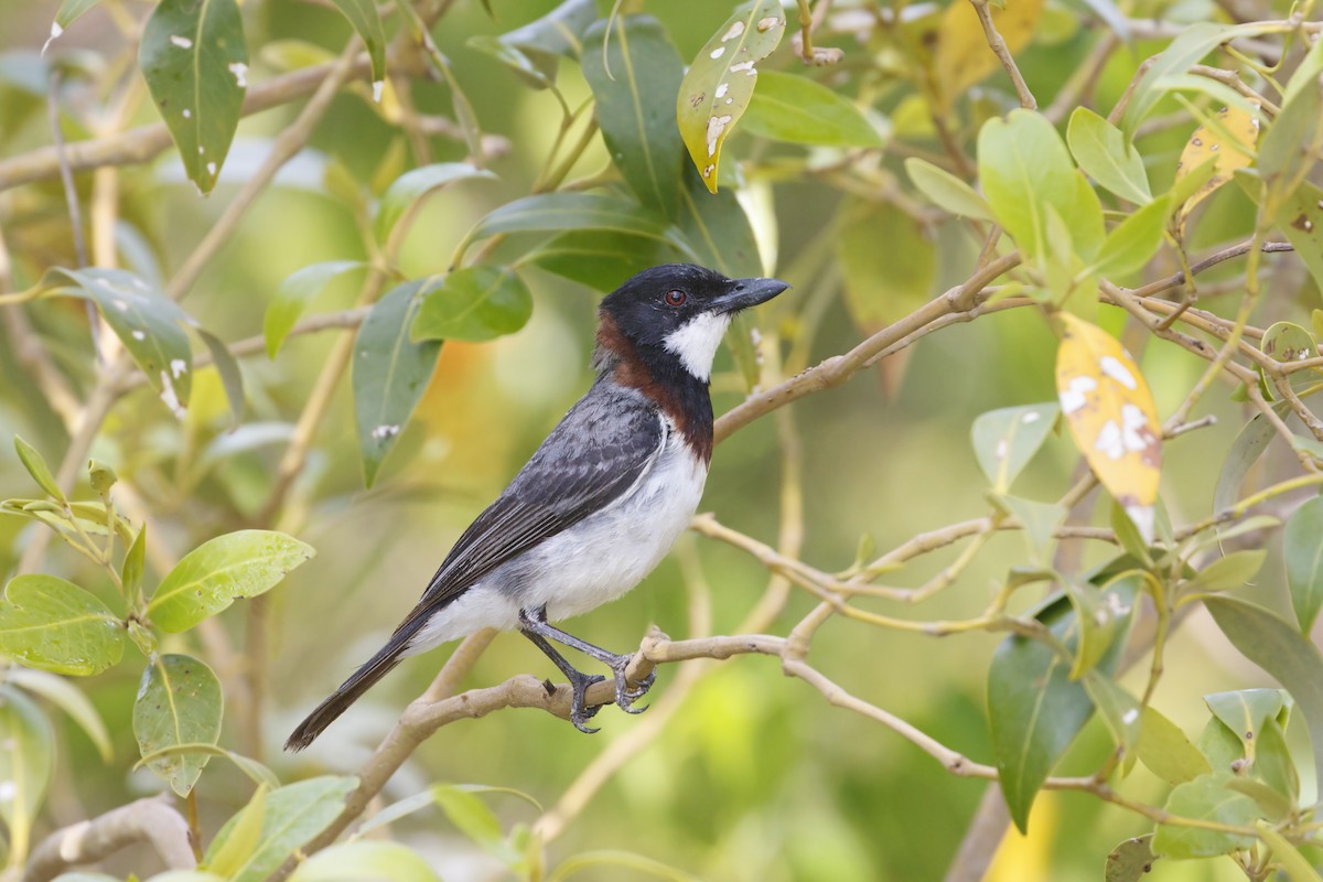 White-breasted Whistler - ML638348393