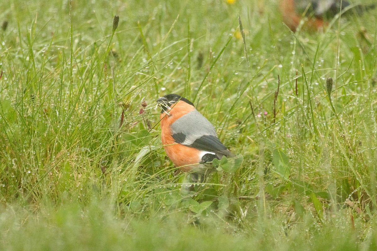 Eurasian Bullfinch - ML638348401