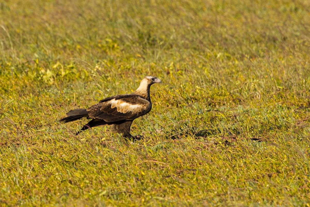 Wedge-tailed Eagle - ML638348405