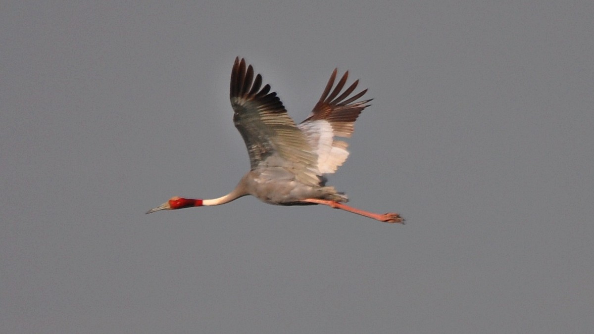 Sarus Crane - ML638348454