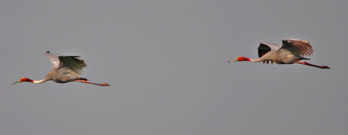 Sarus Crane - ML638348455