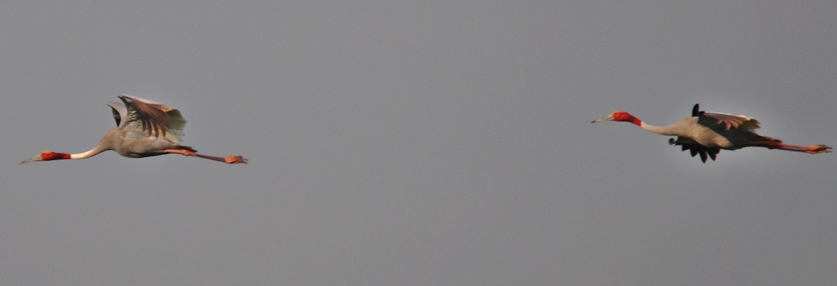 Sarus Crane - ML638348456