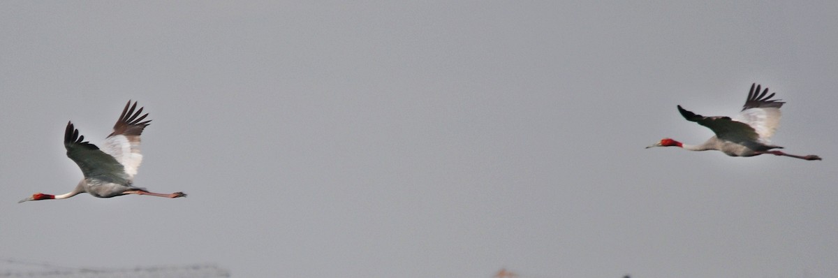 Sarus Crane - ML638348457
